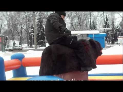 Родео Медведь