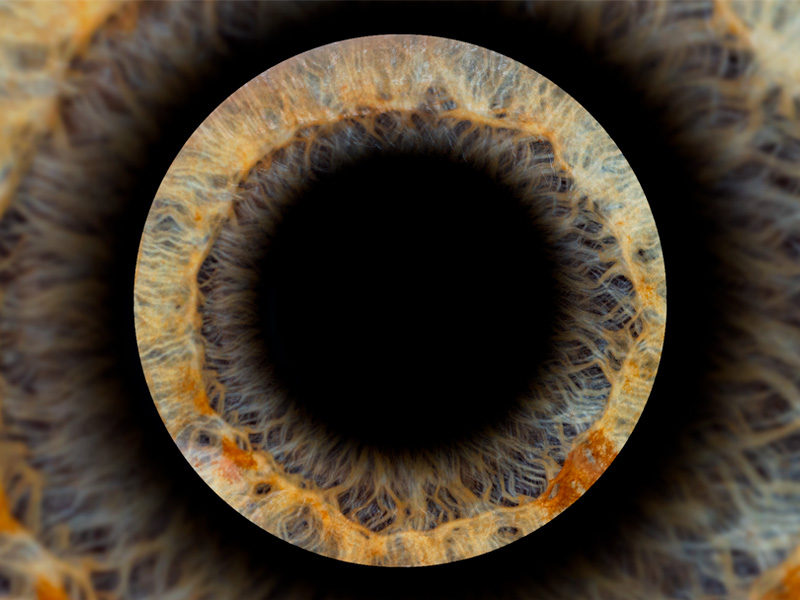 Фотозона «Радужка глаза» — вид 6